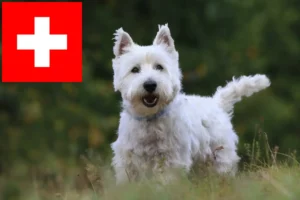 Read more about the article Westie crescători și căței în Elveția
