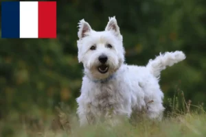 Read more about the article Westie crescători și căței în Franța