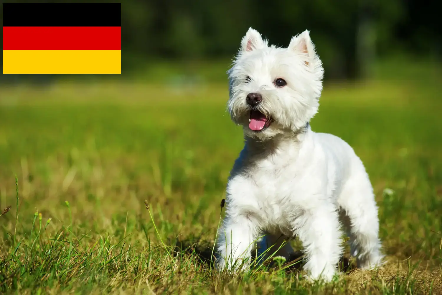 Westie căței și crescători Germania Aici puteți găsi crescători de Westies în Germania.