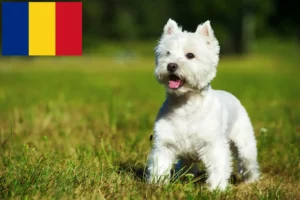 Read more about the article Crescători de Westie și căței în România
