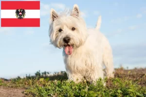 Read more about the article Westie crescători și căței în Austria