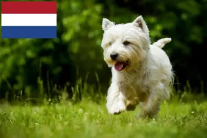 Read more about the article Westie crescători și căței în Olanda