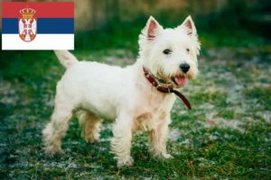 Read more about the article Westie crescători și căței în Serbia
