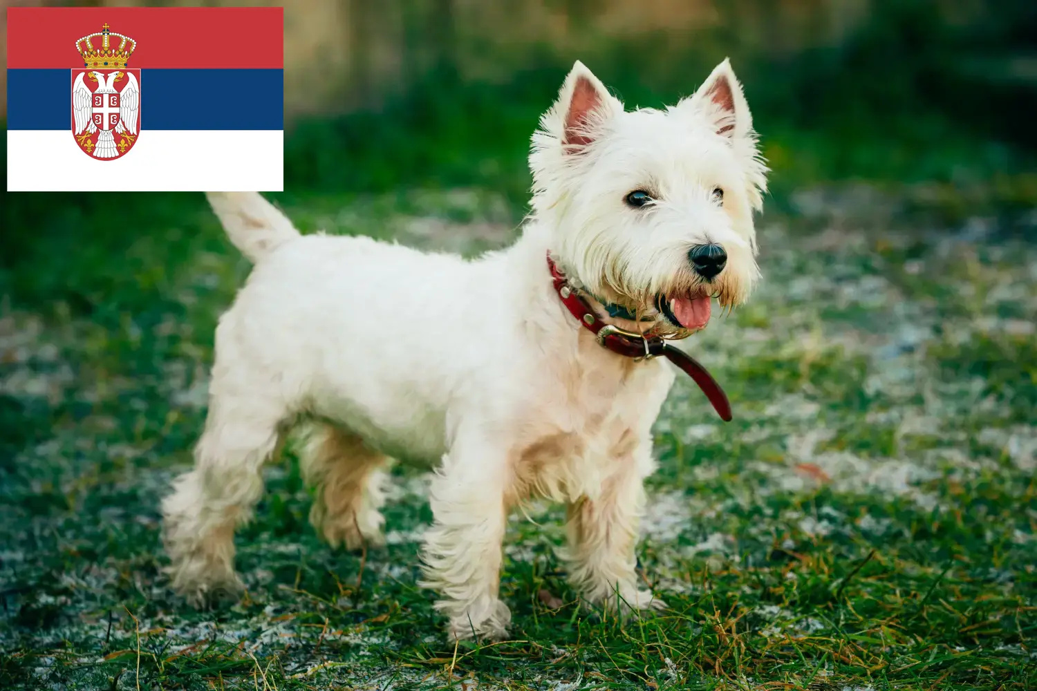 Westie căței și crescători Serbia Aici puteți găsi crescători de Westies în Serbia.