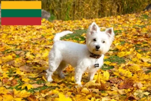 Read more about the article Westie crescători și căței în Lituania