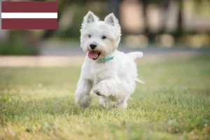 Read more about the article Westie crescători și căței în Letonia