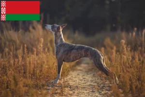 Read more about the article Whippet crescători și căței în Belarus