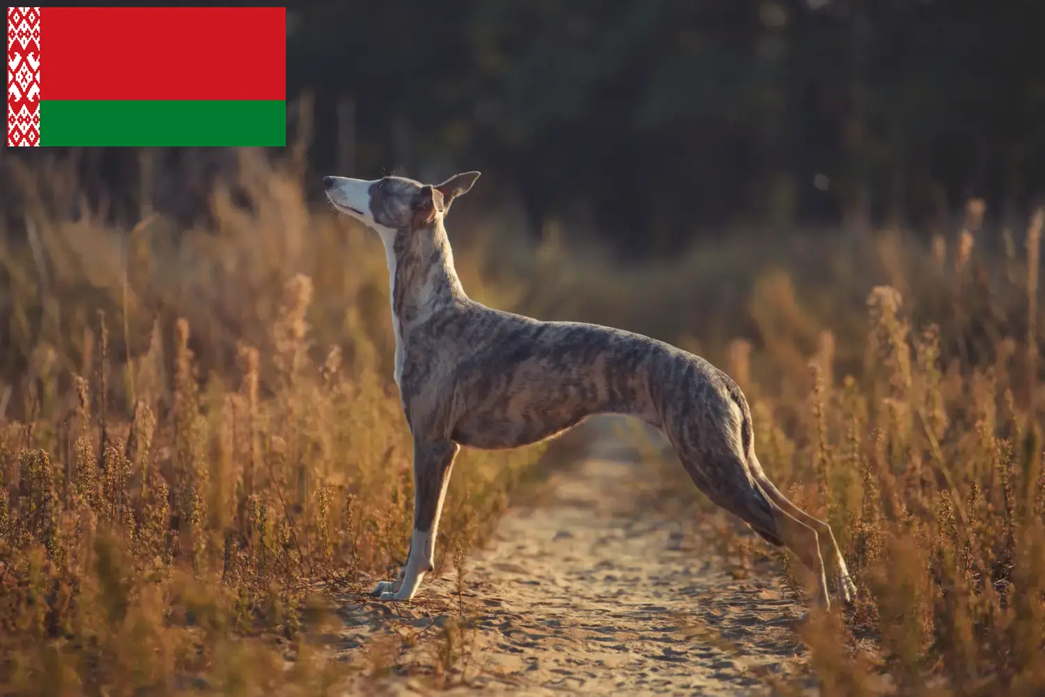 Whippet căței și crescători Belarus Găsiți crescători de Whippets în Belarus.