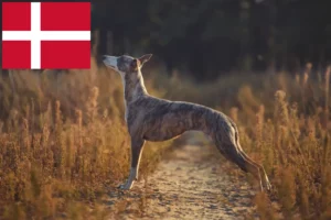 Read more about the article Whippet crescători și căței în Danemarca