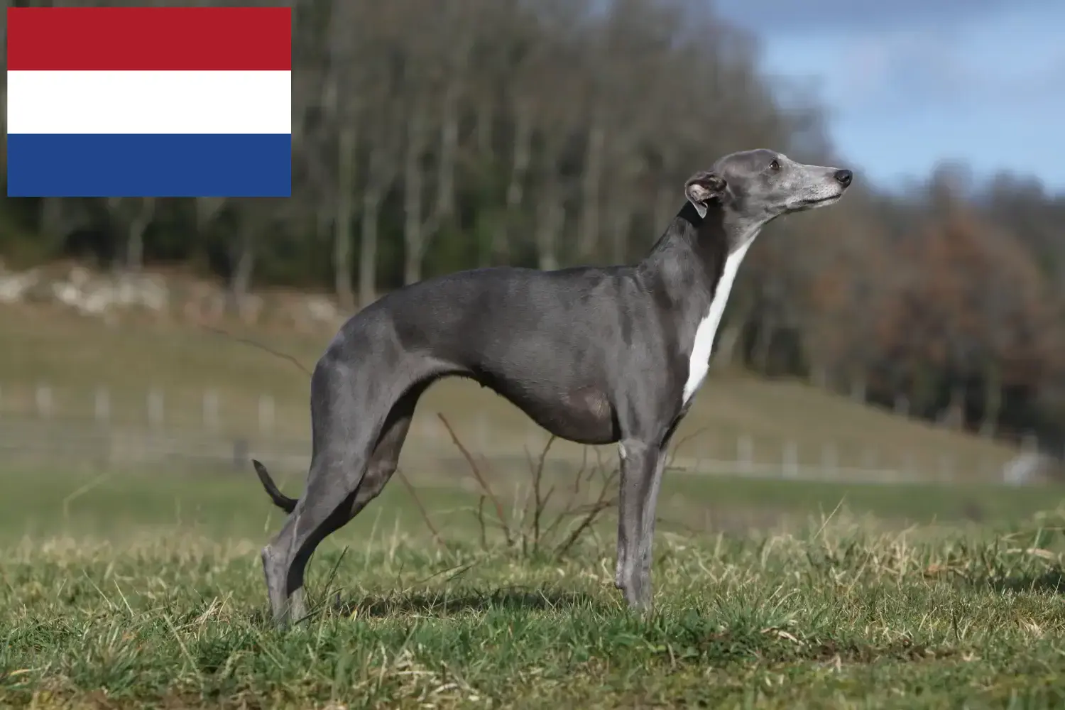 Whippet căței și crescători Olanda Aici puteți găsi crescători de Whippets în Olanda.