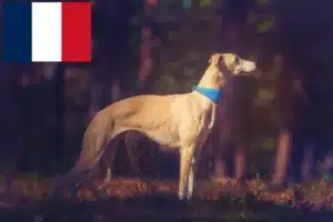 Read more about the article Whippet crescători și căței în Franța