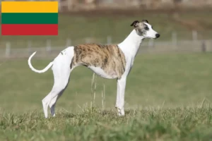 Read more about the article Whippet crescători și căței în Lituania