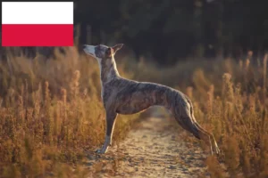 Read more about the article Whippet crescători și căței în Polonia