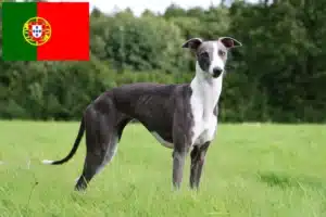 Read more about the article Whippet crescători și căței în Portugalia