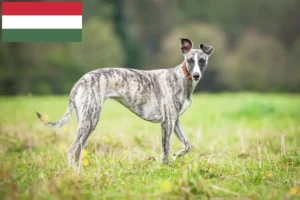 Read more about the article Whippet crescători și căței în Ungaria