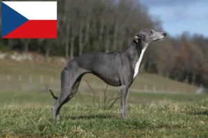 Read more about the article Whippet crescători și căței în Republica Cehă