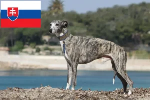 Read more about the article Whippet crescători și căței în Slovacia