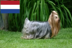 Read more about the article Yorkshire Terrier crescători și căței în Olanda