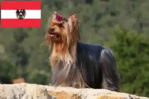 Read more about the article Yorkshire Terrier crescători și căței în Austria