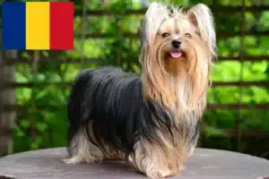Read more about the article Yorkshire Terrier crescători și căței în România