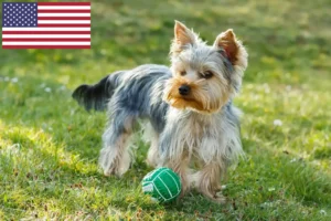 Read more about the article Yorkshire Terrier Crescători și căței în SUA