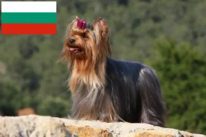Read more about the article Yorkshire Terrier crescători și căței în Bulgaria
