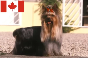 Read more about the article Yorkshire Terrier Breeders și căței în Canada