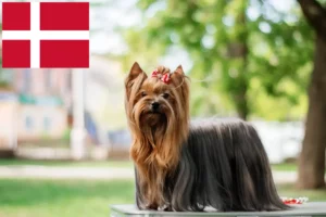 Read more about the article Yorkshire Terrier crescători și căței în Danemarca