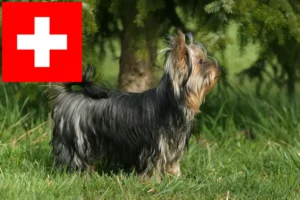 Read more about the article Yorkshire Terrier crescători și căței în Elveția
