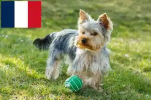 Read more about the article Yorkshire Terrier crescători și căței în Franța