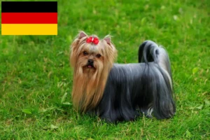 Read more about the article Yorkshire Terrier crescători și căței în Germania