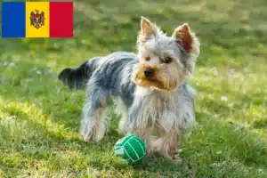 Read more about the article Yorkshire Terrier crescători și căței în Moldova