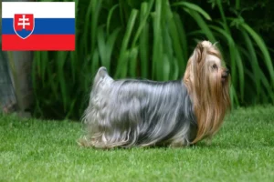 Read more about the article Yorkshire Terrier crescători și căței în Slovacia