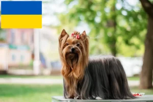 Read more about the article Yorkshire Terrier crescători și căței în Ucraina