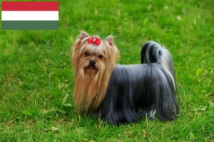 Read more about the article Yorkshire Terrier crescători și căței în Ungaria
