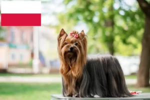 Read more about the article Yorkshire Terrier crescători și căței în Polonia
