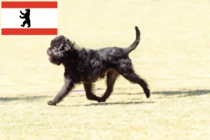 Read more about the article Affenpinscher crescători și căței în Berlin