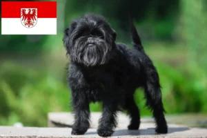 Read more about the article Affenpinscher crescători și căței în Brandenburg
