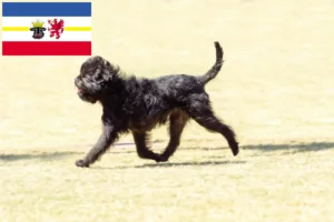 Read more about the article Crescători de Affenpinscher și căței în Mecklenburg-Vorpommern