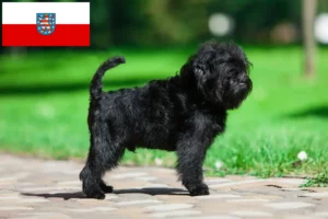 Read more about the article Crescători de Affenpinscher și căței în Thuringia