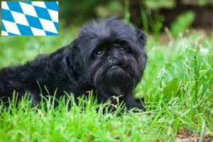 Read more about the article Affenpinscher crescători și căței în Bavaria