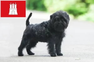 Read more about the article Affenpinscher crescători și căței în Hamburg