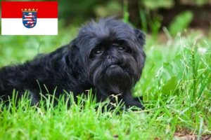 Read more about the article Affenpinscher crescători și căței în Hessen