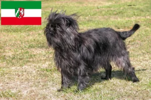 Read more about the article Affenpinscher crescători și căței în Renania de Nord-Westfalia