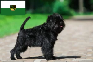 Read more about the article Affenpinscher crescători și căței în Saxonia