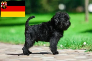 Read more about the article Crescători de Affenpinscher și căței în Renania-Palatinat