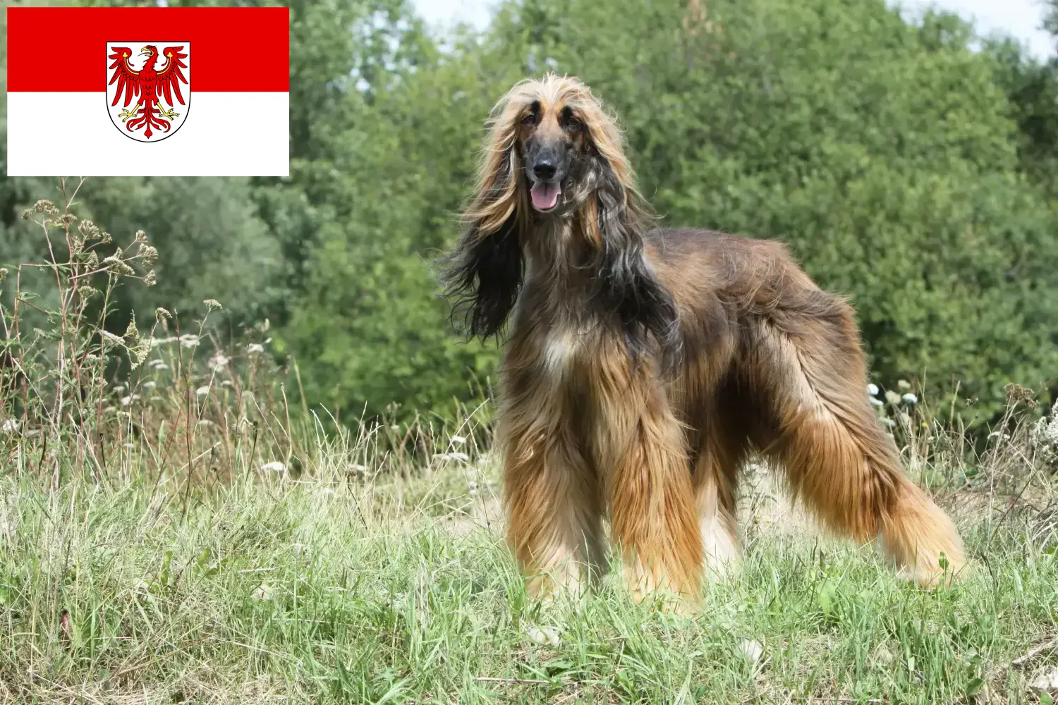 Afghan Hound căței și crescători Brandenburg Aici puteți găsi crescători de câini Afghan Hound în Brandenburg.