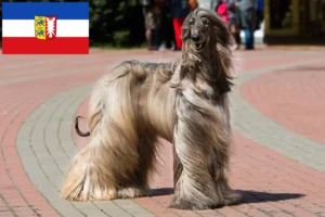 Read more about the article Crescători de ogarii afgani și căței în Schleswig-Holstein