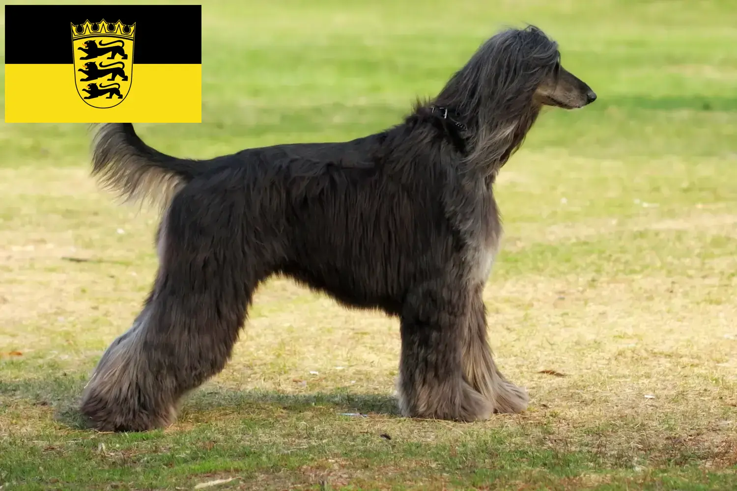 Read more about the article Afghan Hound crescători și căței în Baden-Württemberg