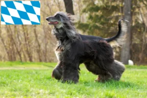 Read more about the article Crescători de ogarii afgani și căței în Bavaria